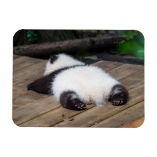 Cutest Baby Animals Baby Giant Panda Sleeping Magnet