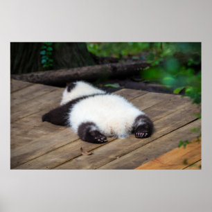 Cutest Baby Animals   Baby Giant Panda Sleeping Poster