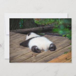 Cutest Baby Animals   Baby Giant Panda Sleeping Thank You Card