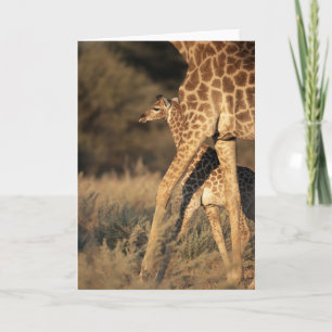 Cutest Baby Animals   Baby Giraffe & Parent Card