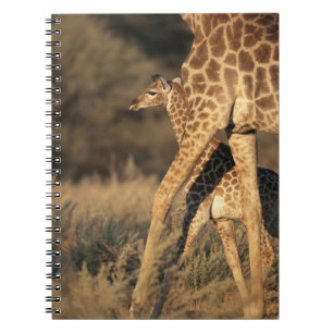 Cutest Baby Animals   Baby Giraffe & Parent Notebook