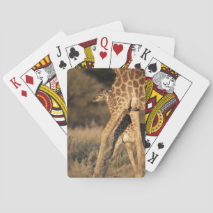 Cutest Baby Animals   Baby Giraffe & Parent Playing Cards