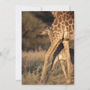 Cutest Baby Animals Baby Giraffe & Parent Thank You Card