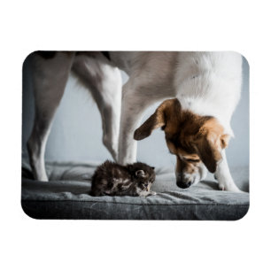 Cutest Baby Animals Baby Kitten & Dog Magnet