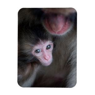 Cutest Baby Animals   Baby Macaque Monkey & Mother Magnet