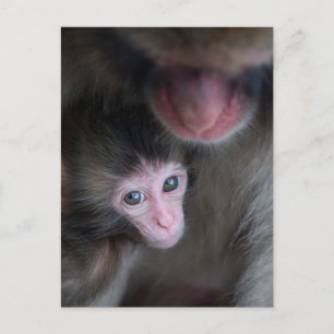 Cutest Baby Animals Baby Macaque Monkey & Mother Postcard