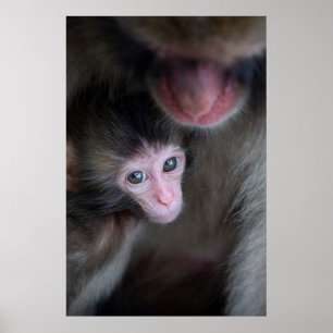 Cutest Baby Animals   Baby Macaque Monkey & Mother Poster