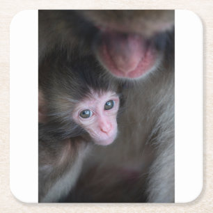 Cutest Baby Animals   Baby Macaque Monkey & Mother Square Paper Coaster