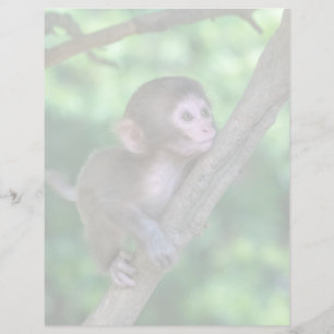 Cutest Baby Animals Baby Monkey