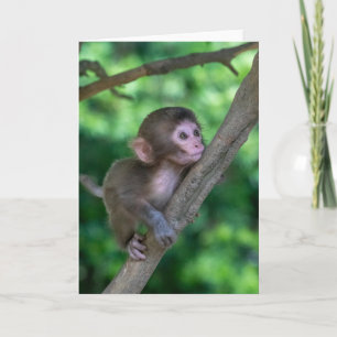 Cutest Baby Animals   Baby Monkey Card