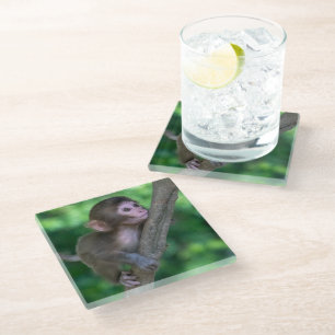 Cutest Baby Animals   Baby Monkey Glass Coaster