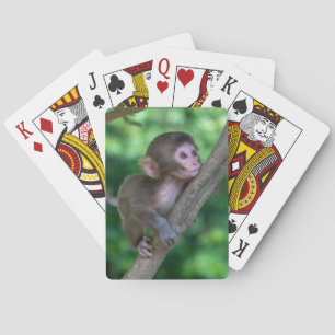 Cutest Baby Animals   Baby Monkey Playing Cards