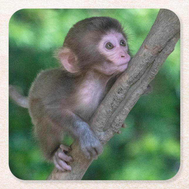 Cutest Baby Animals | Baby Monkey Square Paper Coaster (Front)