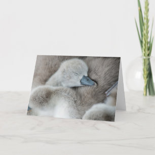Cutest Baby Animals   Baby Mute Swan Card