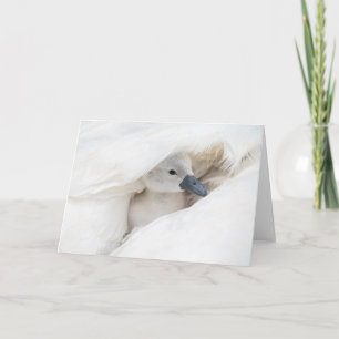 Cutest Baby Animals   Baby Mute Swan Card