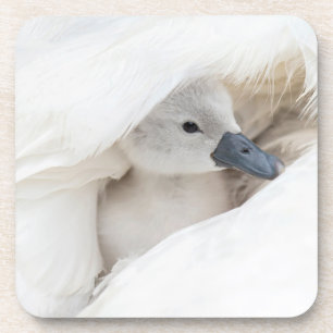 Cutest Baby Animals   Baby Mute Swan Coaster