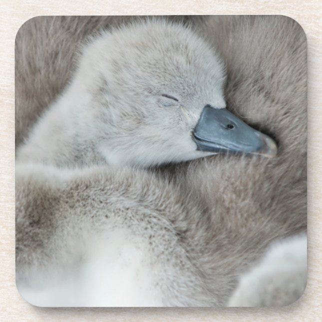 Cutest Baby Animals | Baby Mute Swan Coaster (Front)