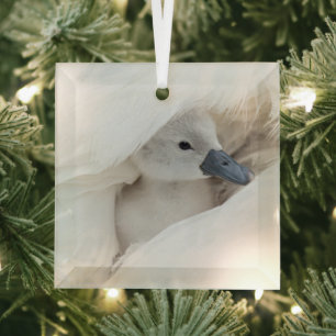 Cutest Baby Animals   Baby Mute Swan Glass Tree Decoration