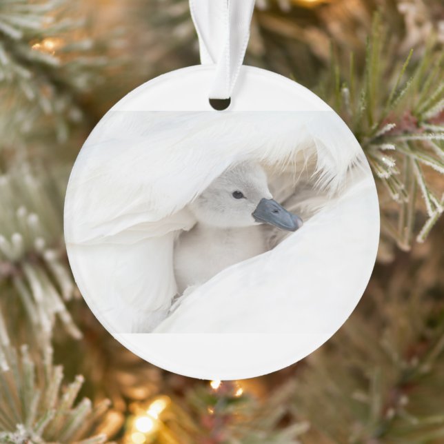 Cutest Baby Animals | Baby Mute Swan Ornament (Tree)