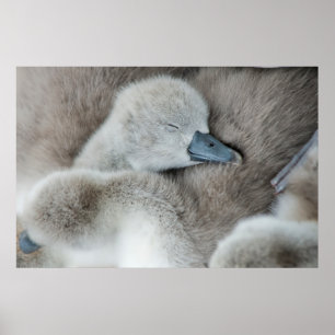 Cutest Baby Animals Baby Mute Swan Poster