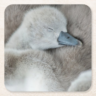 Cutest Baby Animals Baby Mute Swan Square Paper Coaster