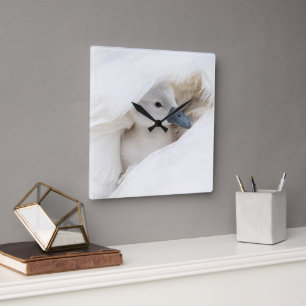 Cutest Baby Animals Baby Mute Swan Square Wall Clock