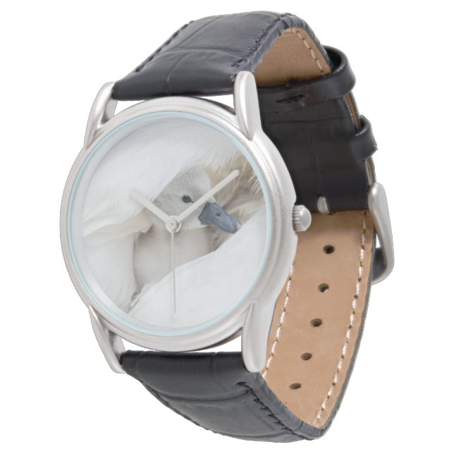 Cutest Baby Animals | Baby Mute Swan Watch (Angled)