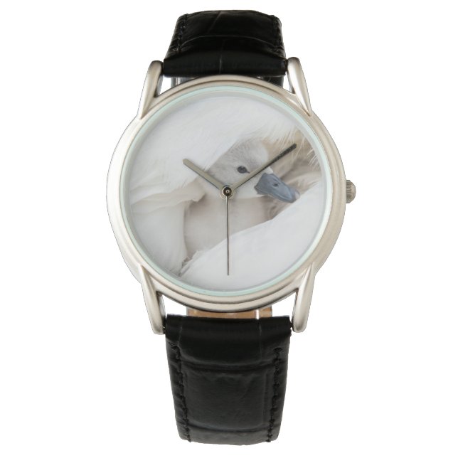 Cutest Baby Animals | Baby Mute Swan Watch (Front)