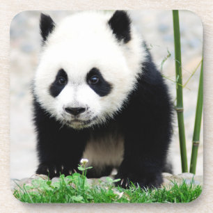 Cutest Baby Animals Baby Panda Bear Coaster