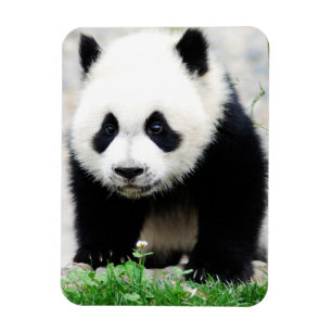 Cutest Baby Animals Baby Panda Bear Magnet