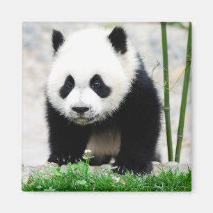 Cutest Baby Animals Baby Panda Bear Magnet