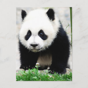 Cutest Baby Animals Baby Panda Bear Postcard