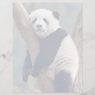 Cutest Baby Animals Baby Panda Bear Sleeping