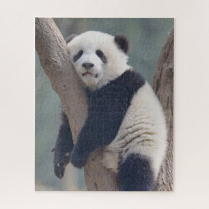 Cutest Baby Animals   Baby Panda Bear Sleeping Jigsaw Puzzle