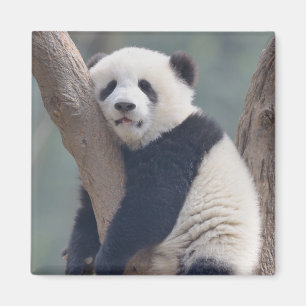 Cutest Baby Animals Baby Panda Bear Sleeping Magnet