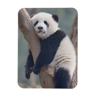Cutest Baby Animals Baby Panda Bear Sleeping Magnet