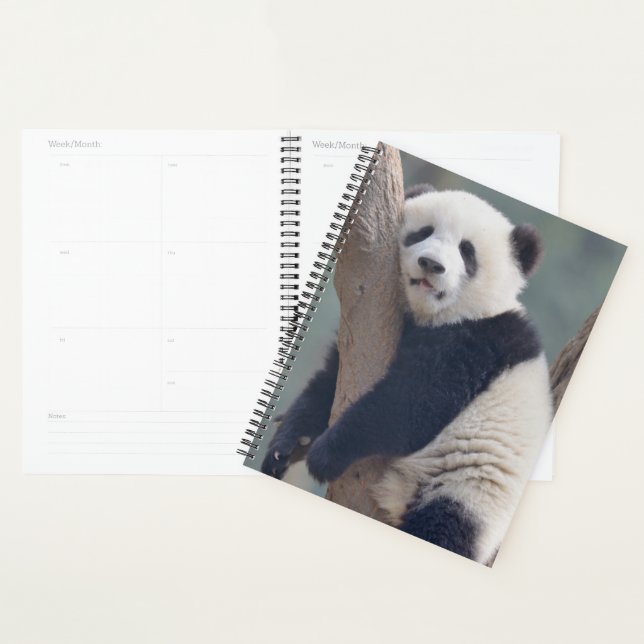 Cutest Baby Animals | Baby Panda Bear Sleeping Planner (Display)