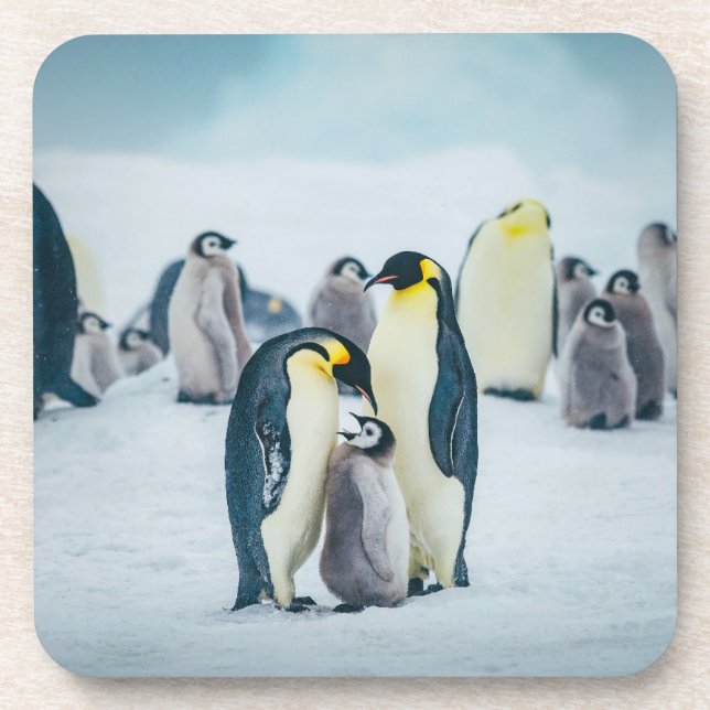 Cutest Baby Animals | Baby Penguin Feeding Coaster (Front)