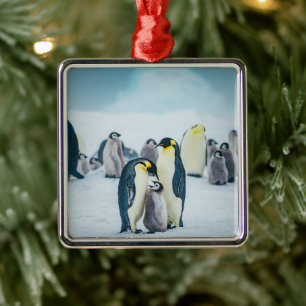 Cutest Baby Animals   Baby Penguin Feeding Metal Ornament