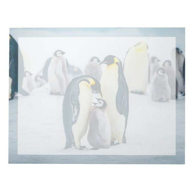 Cutest Baby Animals | Baby Penguin Feeding Notepad (Front)