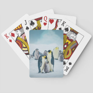 Cutest Baby Animals   Baby Penguin Feeding Playing Cards