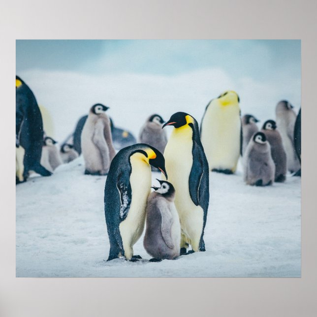 Cutest Baby Animals | Baby Penguin Feeding Poster (Front)
