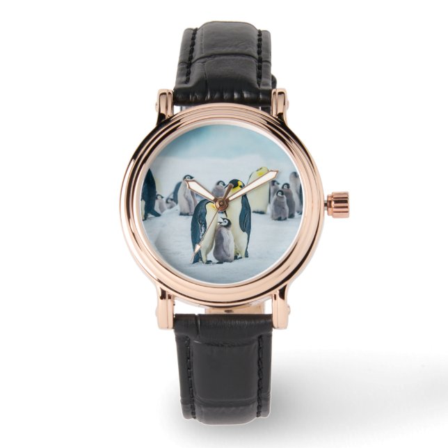 Cutest Baby Animals | Baby Penguin Feeding Watch (Front)
