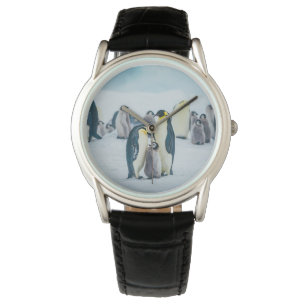 Cutest Baby Animals Baby Penguin Feeding Watch