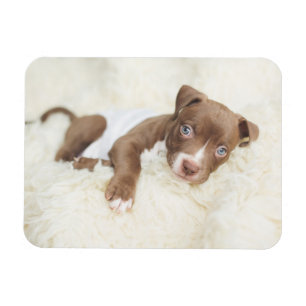 Cutest Baby Animals Baby Pit Bull Puppy Magnet