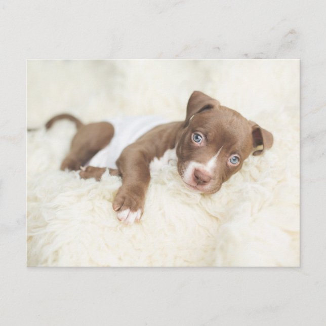 Cutest Baby Animals | Baby Pit Bull Puppy Postcard (Front)