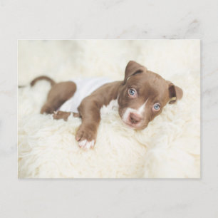 Cutest Baby Animals Baby Pit Bull Puppy Postcard