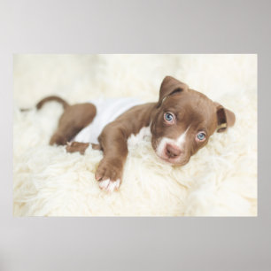 Cutest Baby Animals   Baby Pit Bull Puppy Poster