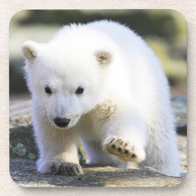 Cutest Baby Animals | Baby Polar Bear Coaster (Front)