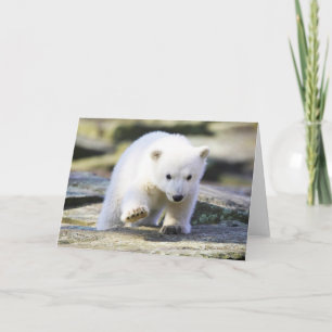 Cutest Baby Animals Baby Polar Bear Cub Card